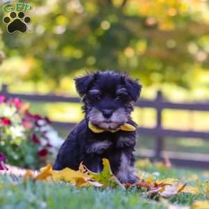 Trevor, Miniature Schnauzer Puppy